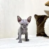 スフィンクス【東京都・女の子・2022年8月8日・ブルーアンドホワイト】の写真5