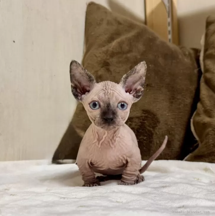 ID:2412-01587の子猫