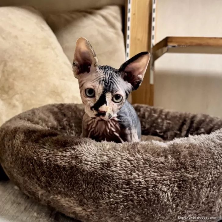 ID：2503-01726の子猫