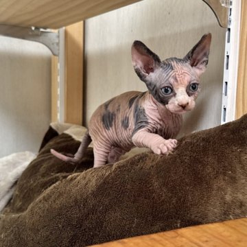 スフィンクス【東京都・女の子・2025年10月19日・三毛】の写真「三毛猫の女の子です！」