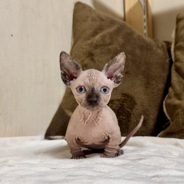 バンビーノ【東京都・女の子・2024年11月8日・ポインテッド】の写真「ブルーアイの短足ちゃん！」