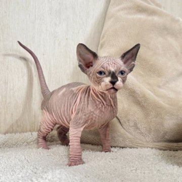 スフィンクス【東京都・男の子・2025年10月19日・ハチワレライラック白】の写真「ハチワレの男の子です！」