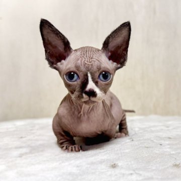 バンビーノ【東京都・男の子・2024年11月8日・グレー&ホワイト】の写真「靴下を履いた甘えん坊の短足くん！」