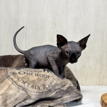 スフィンクス【東京都・男の子・2025年3月3日・ブラック】の写真「可愛いぱっちりおめめの男の子！」