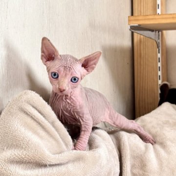 スフィンクス【東京都・男の子・2025年10月19日・ライラック&ホワイト】の写真「珍しいライラックの男の子です！」