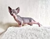 スフィンクス【東京都・男の子・2025年10月19日・ハチワレ青白】の写真3