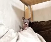 スフィンクス【東京都・男の子・2025年10月19日・ハチワレ青白】の写真7