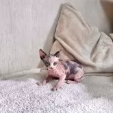 スフィンクス【東京都・女の子・2025年10月19日・三毛】の写真8