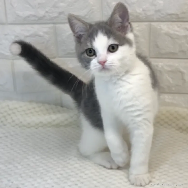 ID：2212-01382の子猫
