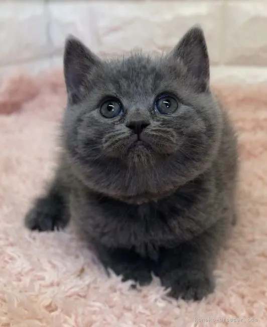ID:2112-02158の子猫