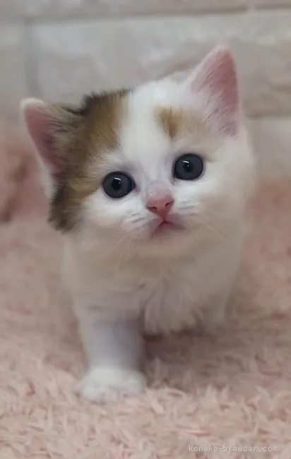 ID:2204-01164の子猫