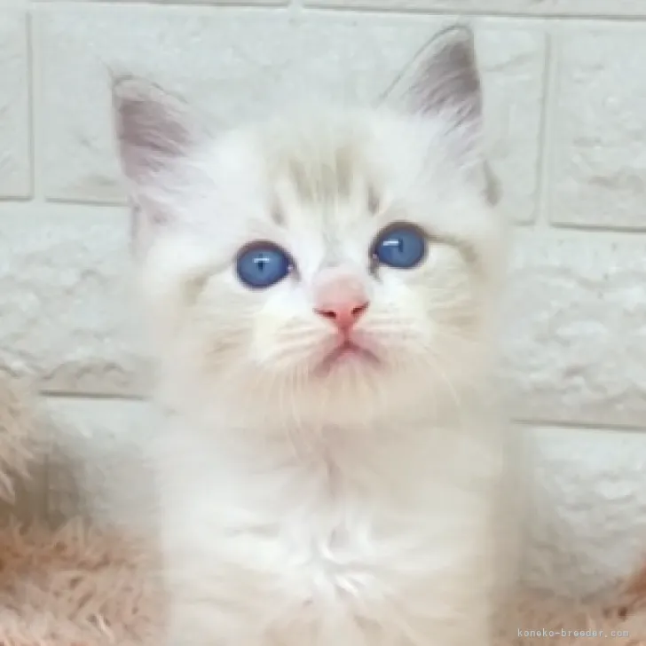 ID:2305-01313の子猫