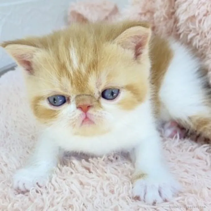 ID:2311-00140の子猫
