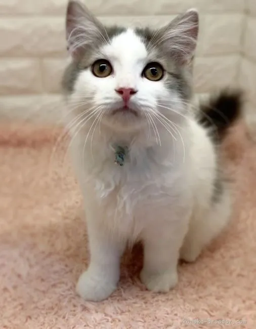 ID：2106-01361の子猫