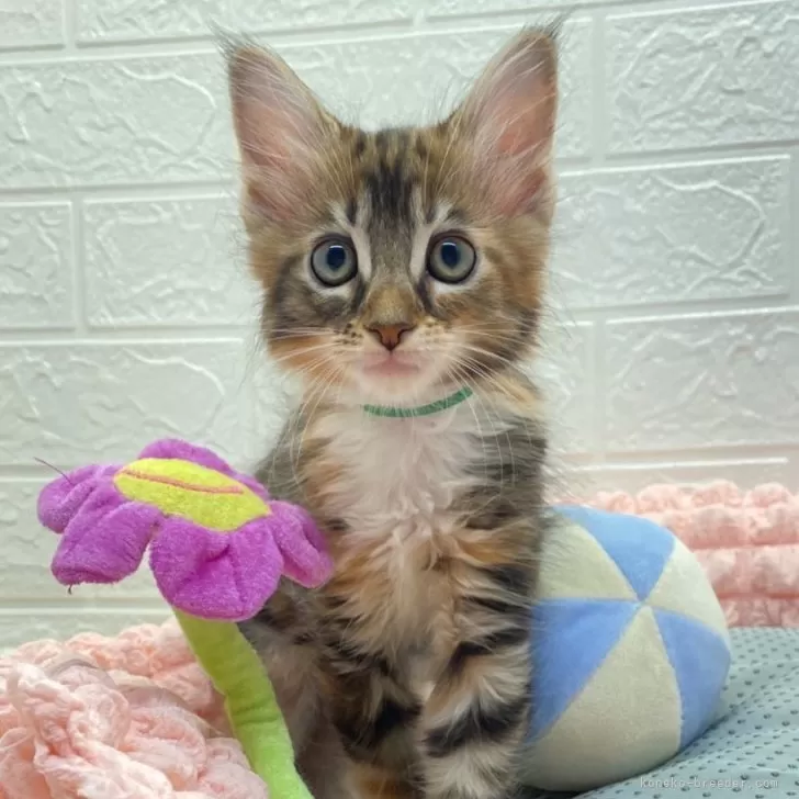 ID:2410-00902の子猫