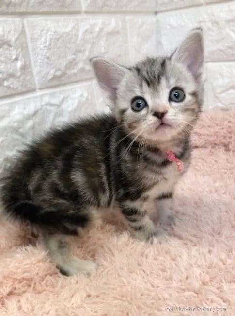 ID：2201-01685の子猫
