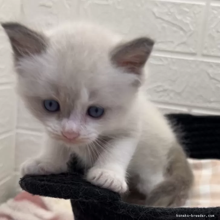 ID：2410-00336の子猫