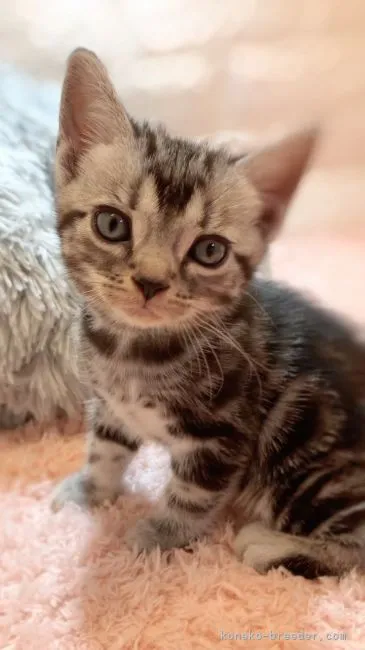 ID:2108-00487の子猫