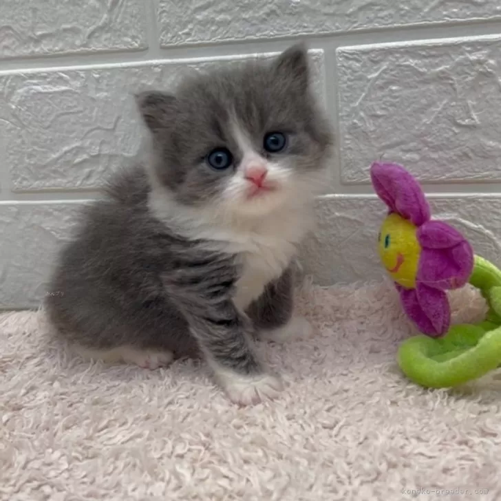 ID：2312-02623の子猫