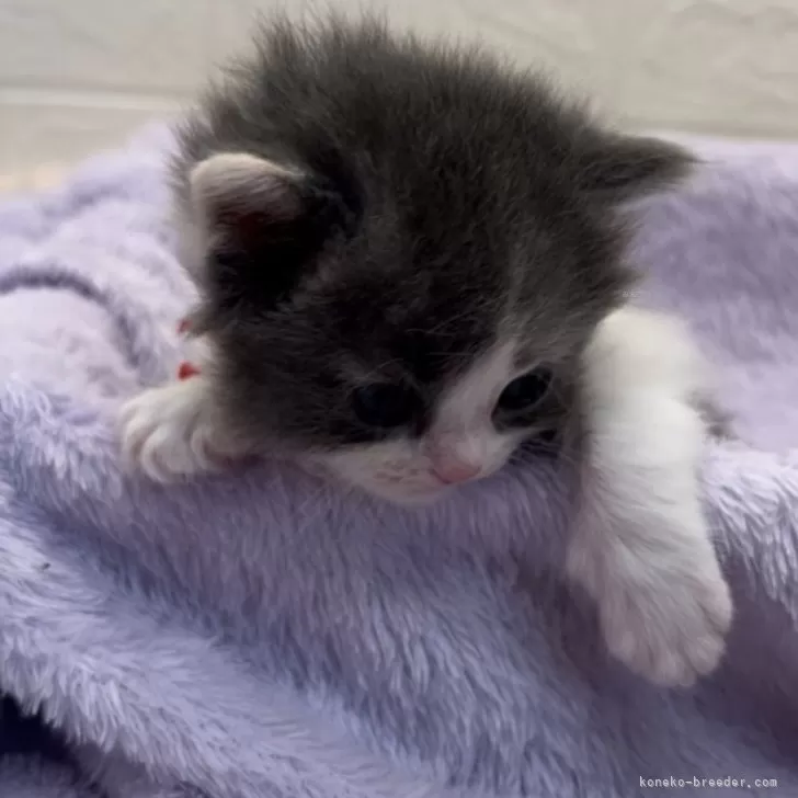 ID：2402-02437の子猫