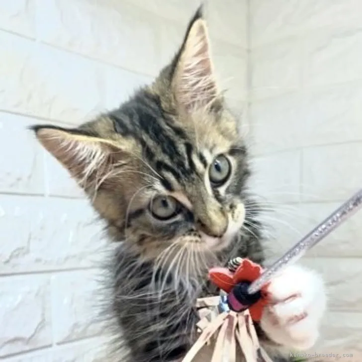 ID：2305-02153の子猫