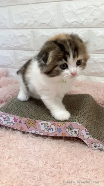ID：2110-00577の子猫
