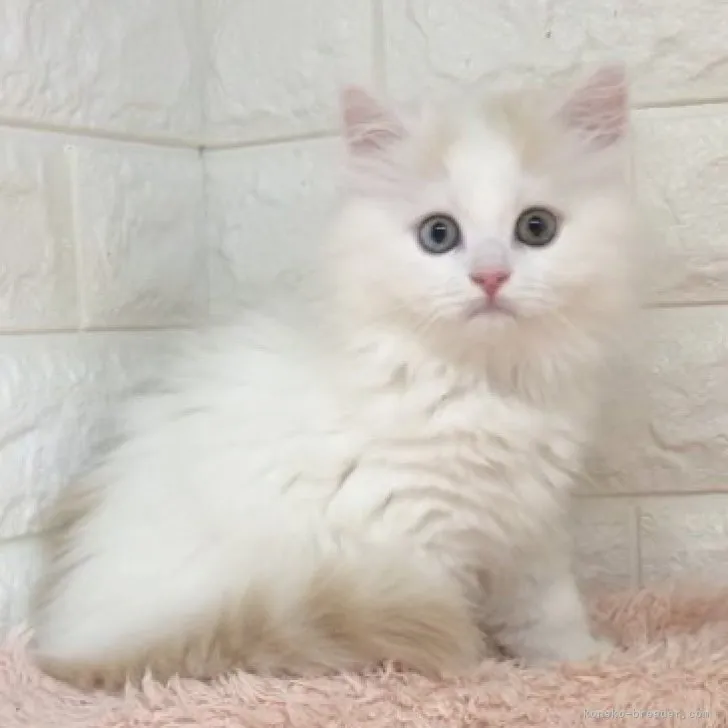 ID：2305-01282の子猫