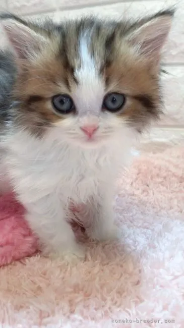 ID：2105-01413の子猫