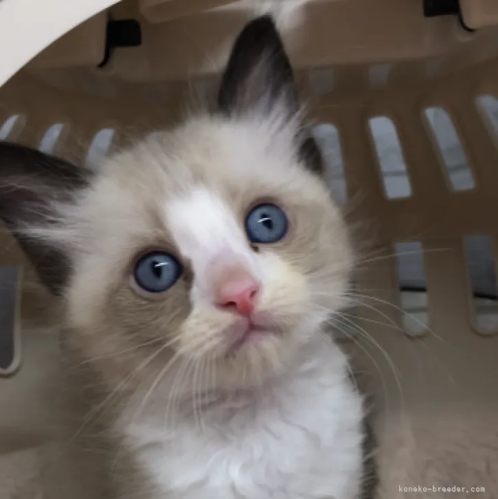 ID：2306-00967の子猫