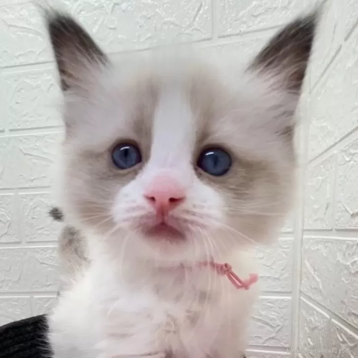 ID：2407-00232の子猫