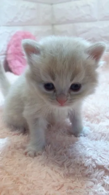 ID：2105-01420の子猫