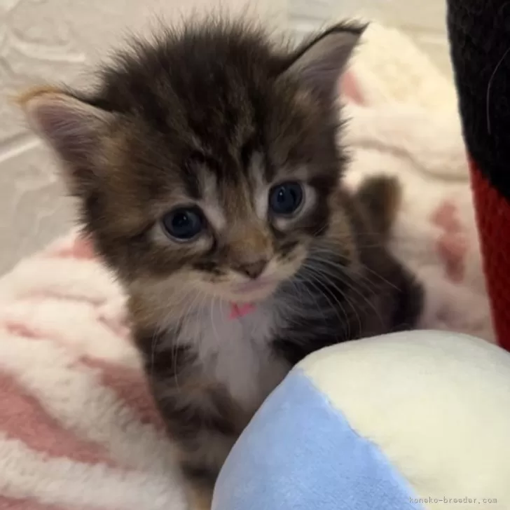 ID：2410-00906の子猫