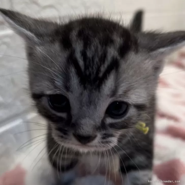 ID:2405-01117の子猫