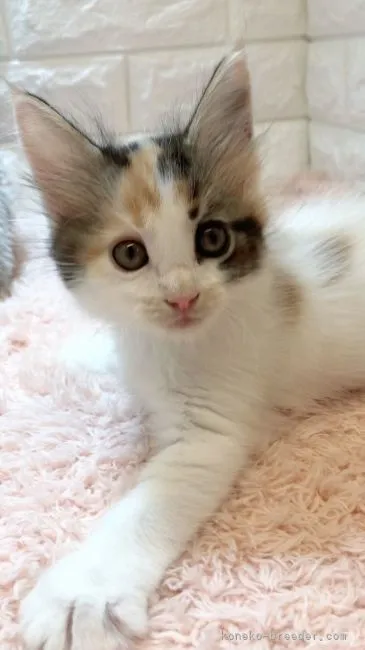 ID:2108-00709の子猫