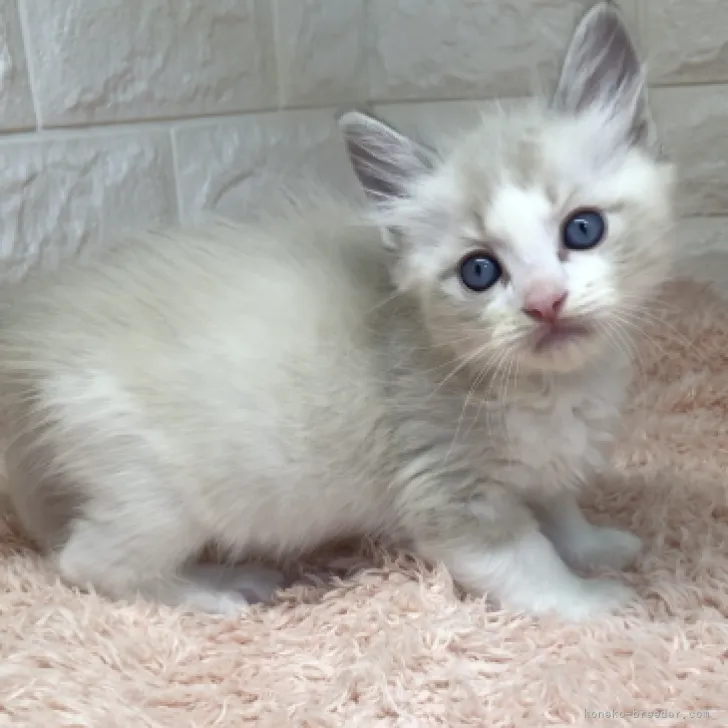 ID：2306-00969の子猫