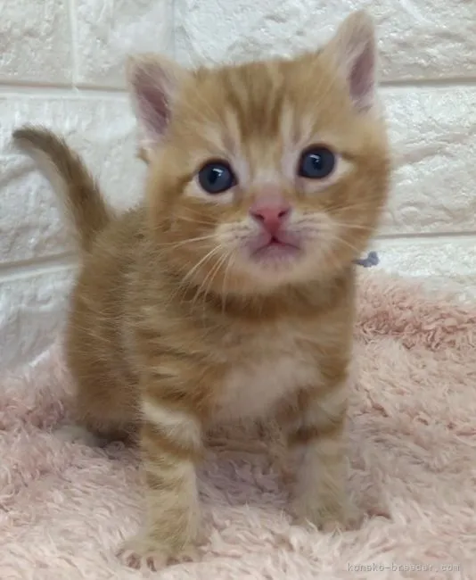 ID:2203-00823の子猫