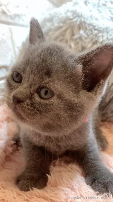 ID:2107-02040の子猫