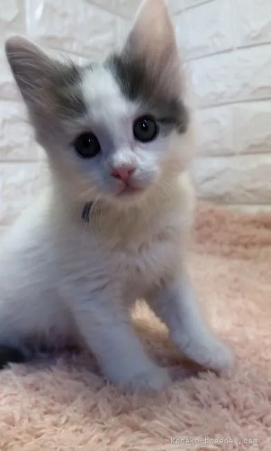 ID:2112-00800の子猫