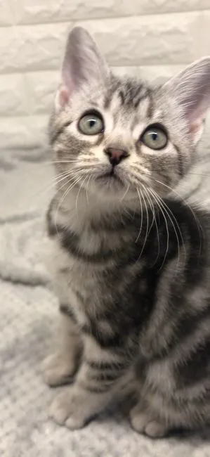 ID:2110-02095の子猫