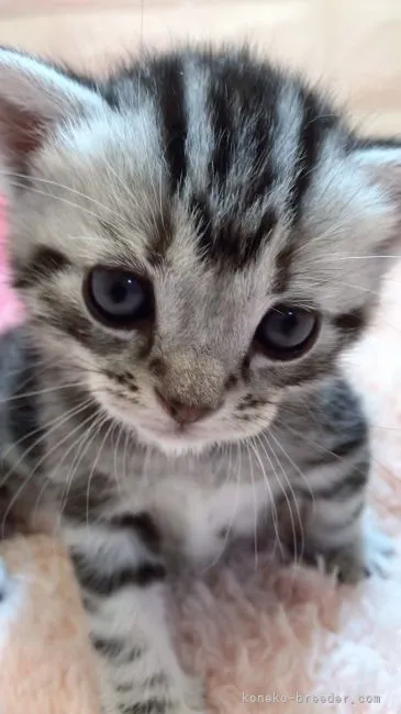 ID：2105-01399の子猫
