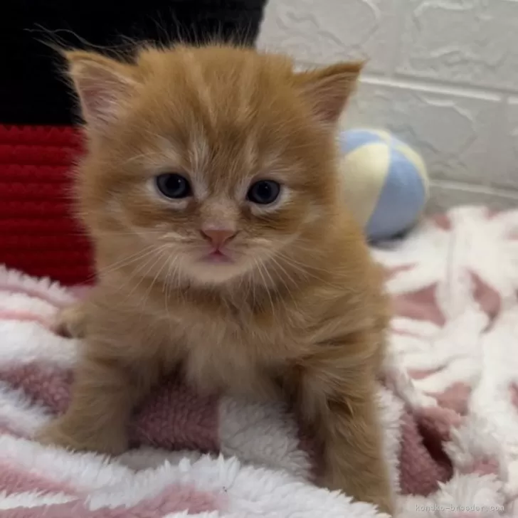 ID：2409-00219の子猫