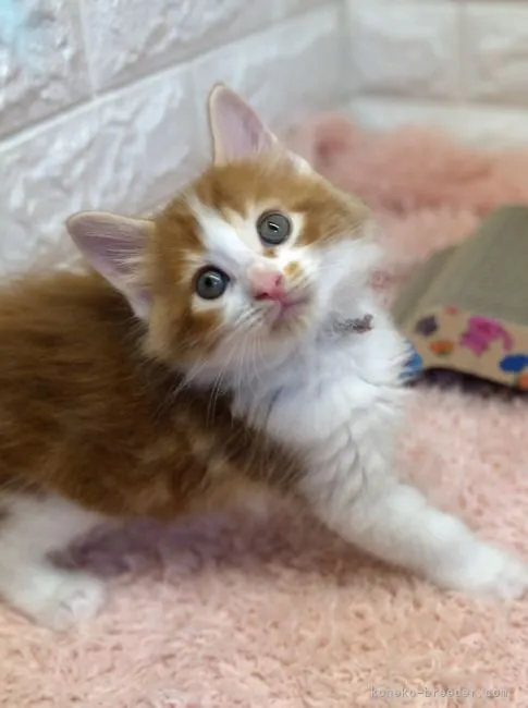 ID:2109-01999の子猫