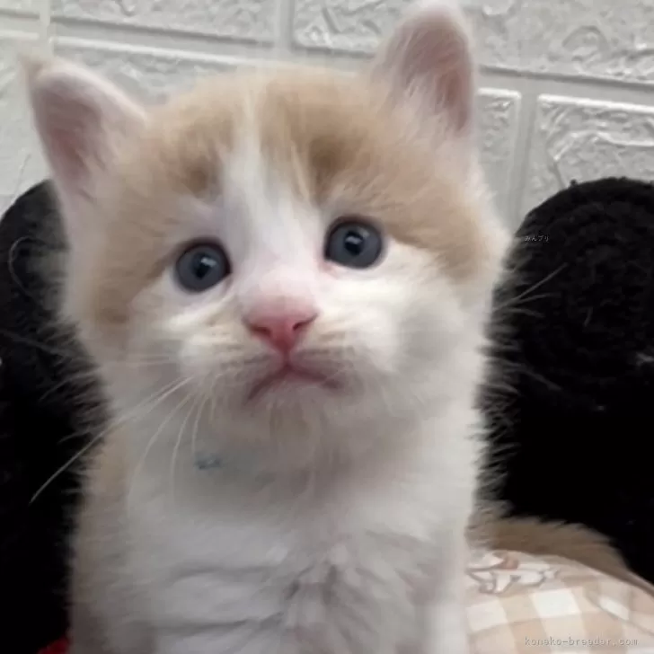 ID:2409-01307の子猫
