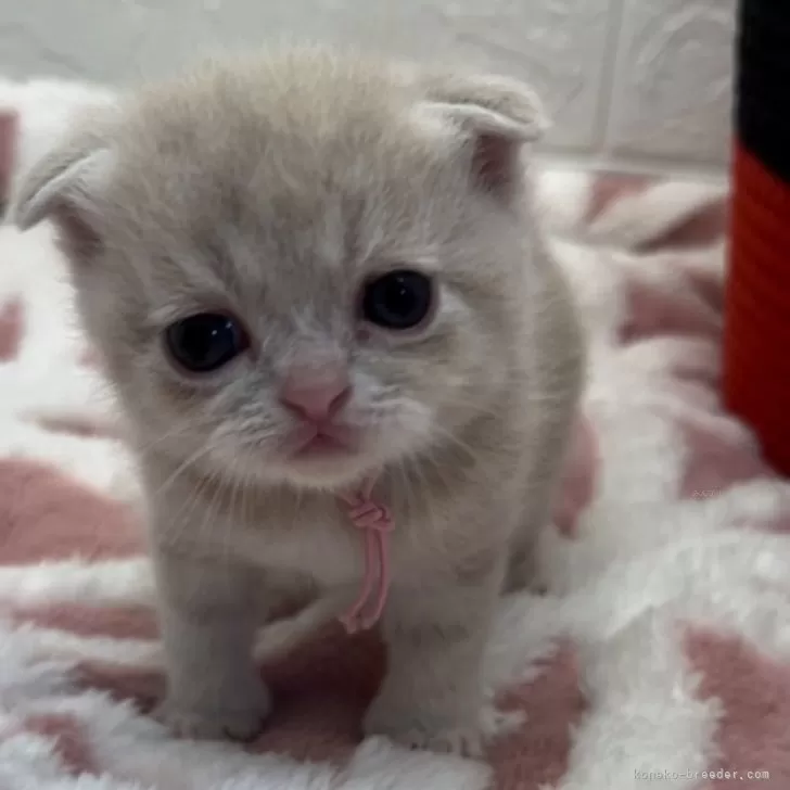 ID：2405-00124の子猫