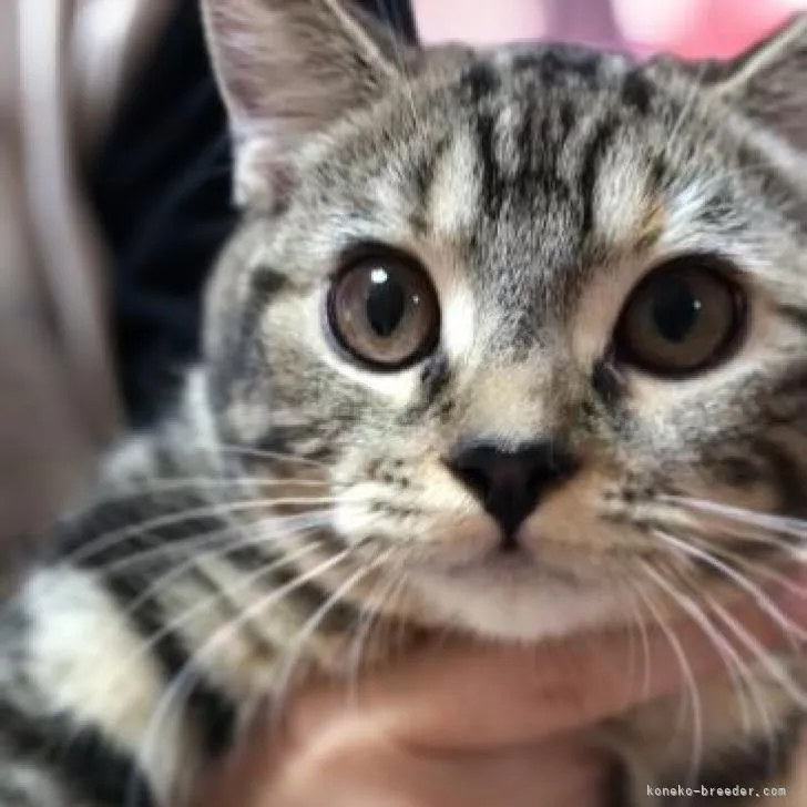 ID：2207-02224の子猫