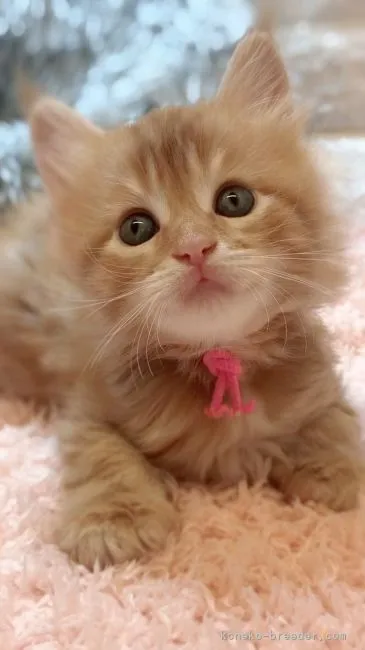 ID:2108-01022の子猫