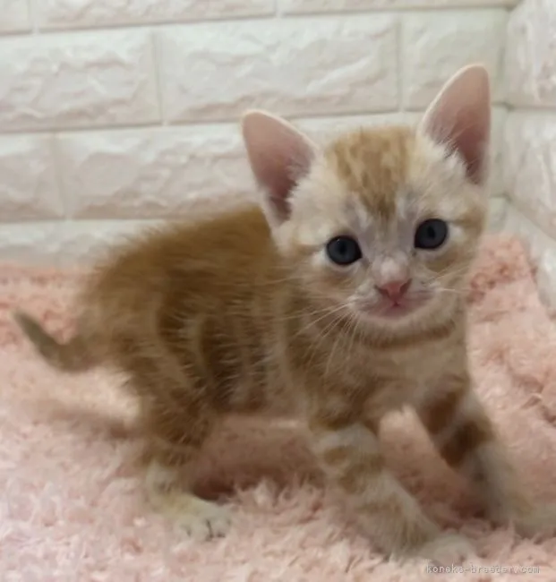 ID：2110-01901の子猫