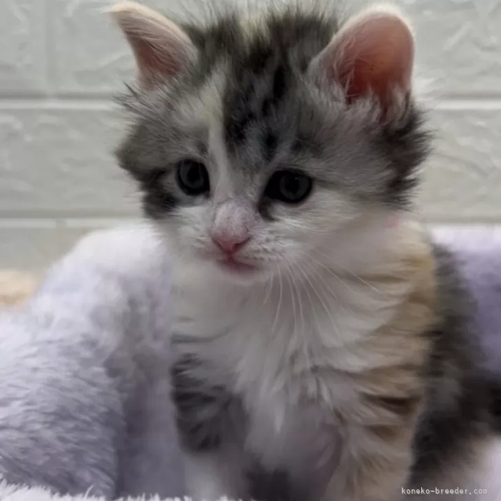 ID:2402-01217の子猫