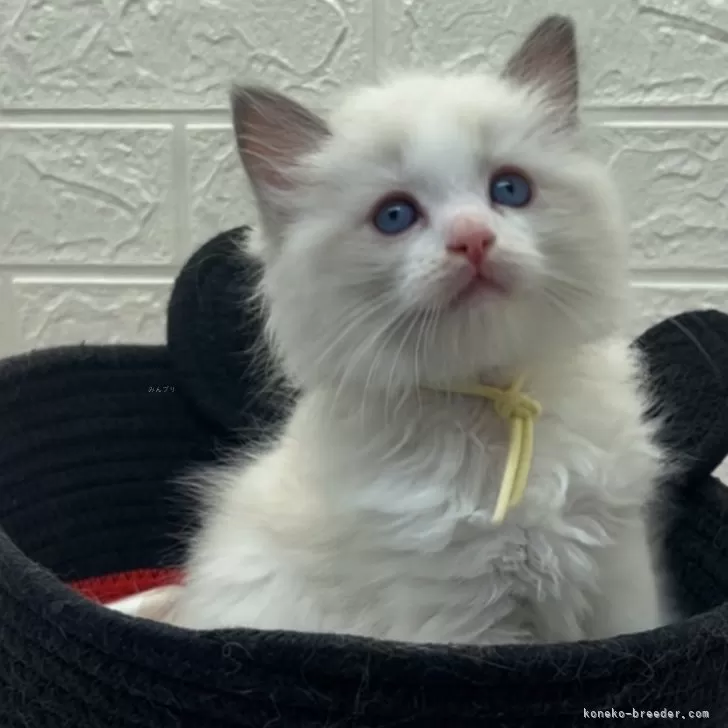 ID：2408-01835の子猫