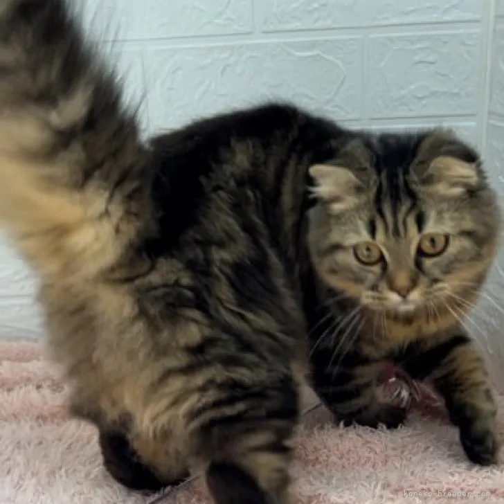 ID:2306-02849の子猫